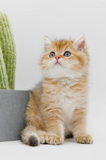 你家猫打呼噜真的只是在撒娇吗？