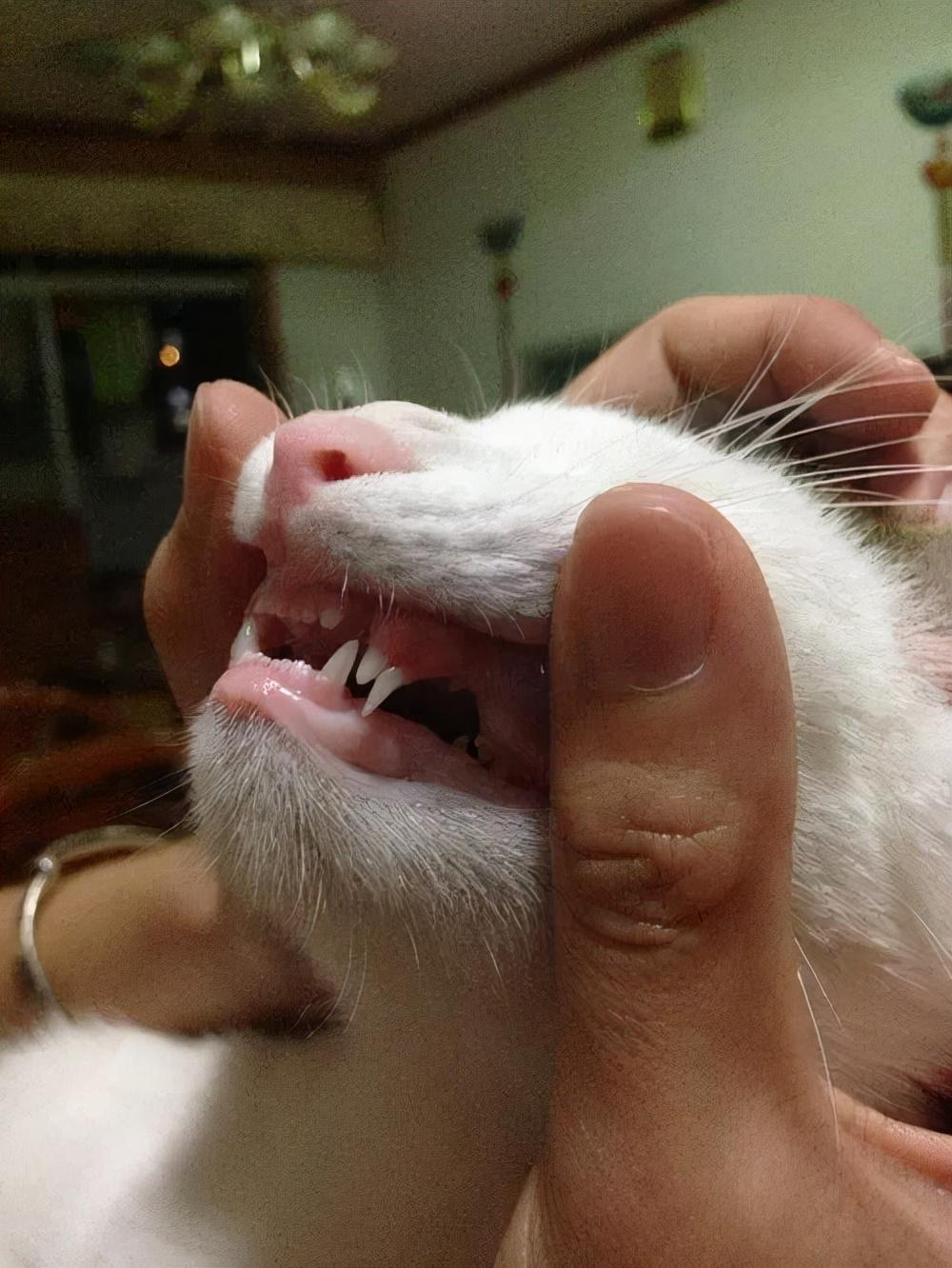 你家猫主子最近突然不吃饭？可能是在换牙！