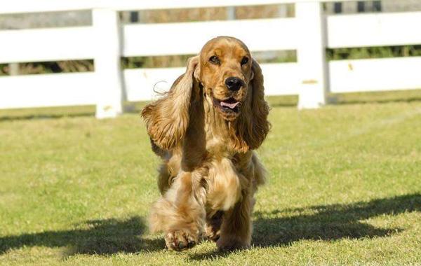 意甲第36轮：科莫vs卡利亚里比赛分析与预测