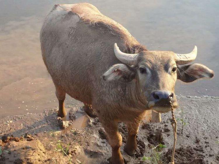北美华人论坛的「荡母」板块到底该怎么用？