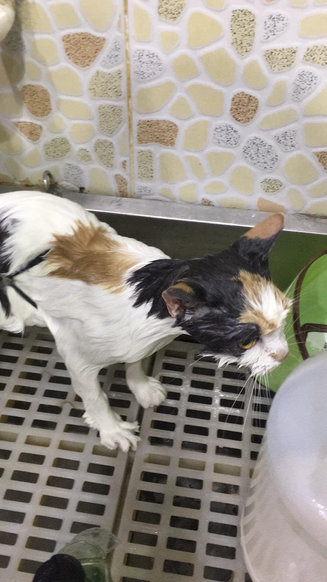 给猫主子洗澡到底要花多少钱？