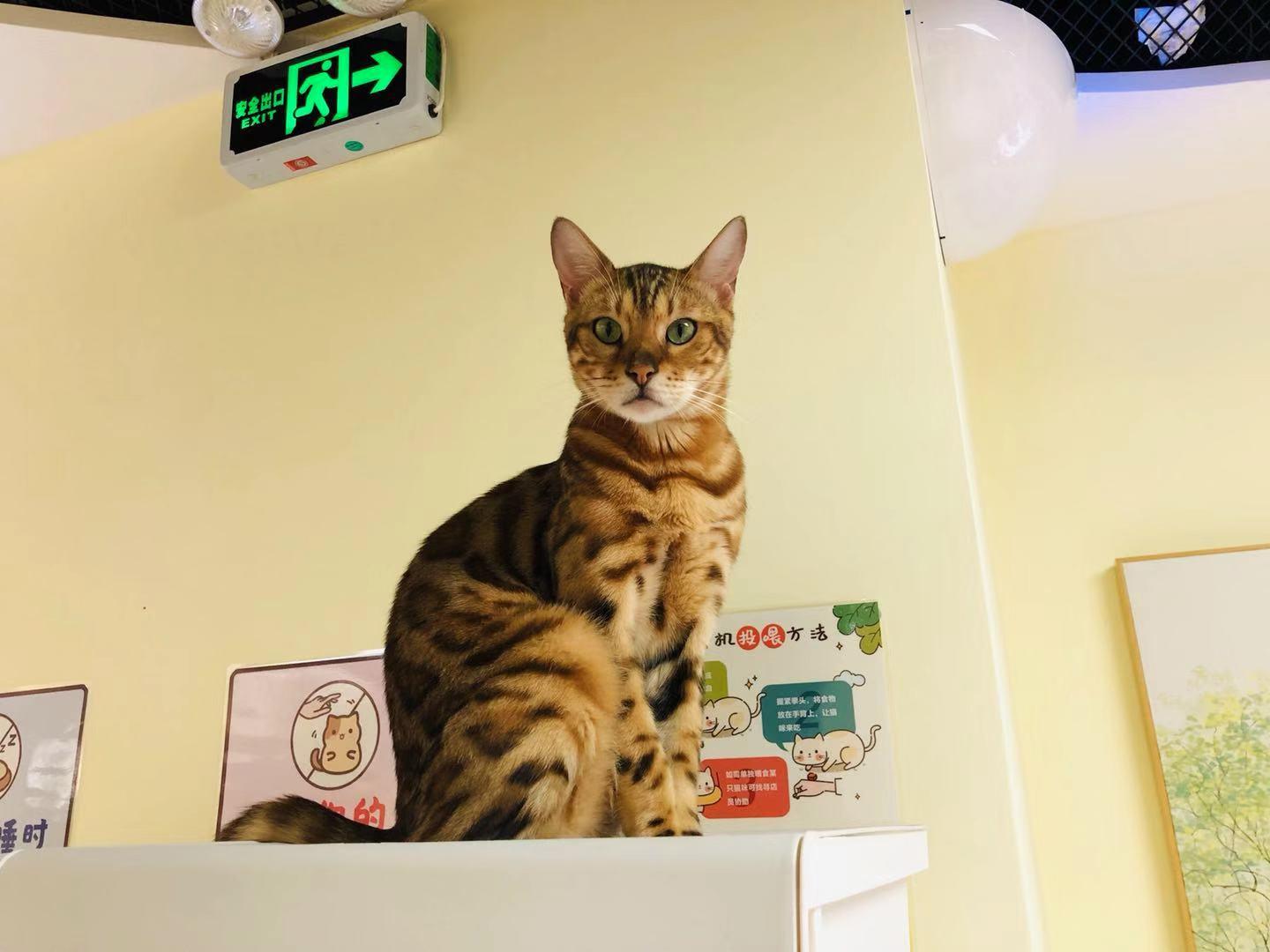 玛莎拉蒂车多少钱？主流车型价格解析，购车避坑指南