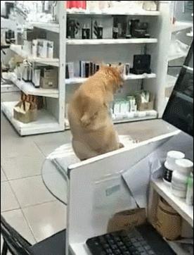 猫咪斗恶龙飞行任务到底怎么玩？