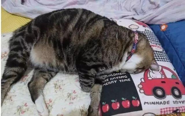 猫咪为什么整晚喵喵叫？