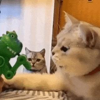 猫咪交配时为什么要咬住对方脖子？