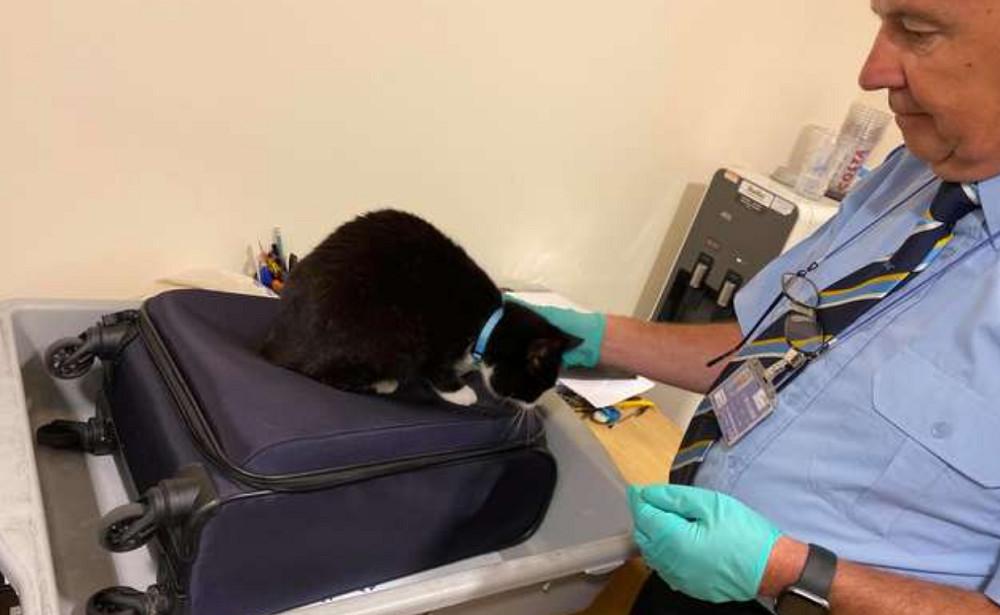 带猫坐飞机要花多少钱?这些隐藏费用你知道吗? 带猫坐飞机要花多少钱?这些隐藏费用你知道吗?