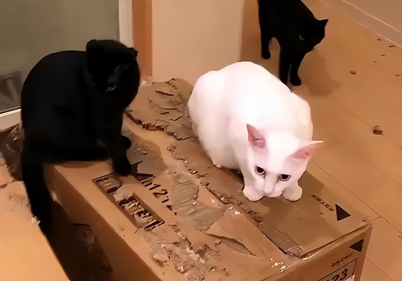 家里废品能变猫咪最爱玩具？