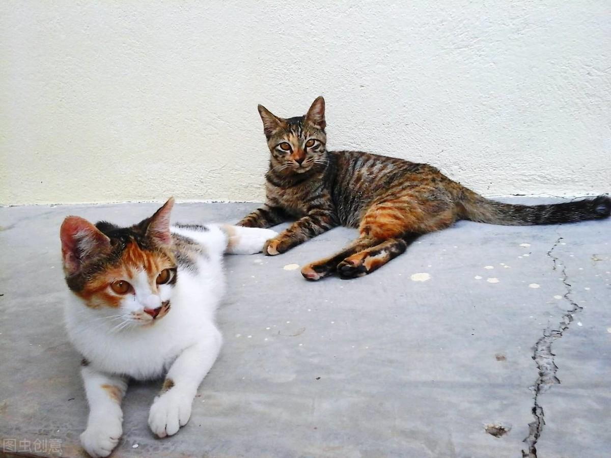 猫咪乳头突然凹进去?这到底是咋回事? 猫咪乳头突然凹进去?这到底是咋回事?