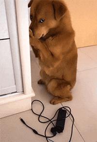 猫咪发情到底在几月份最频繁? 猫咪发情到底在几月份最频繁?