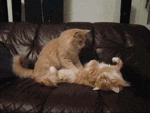 猫咪踩奶真的是在发情吗？