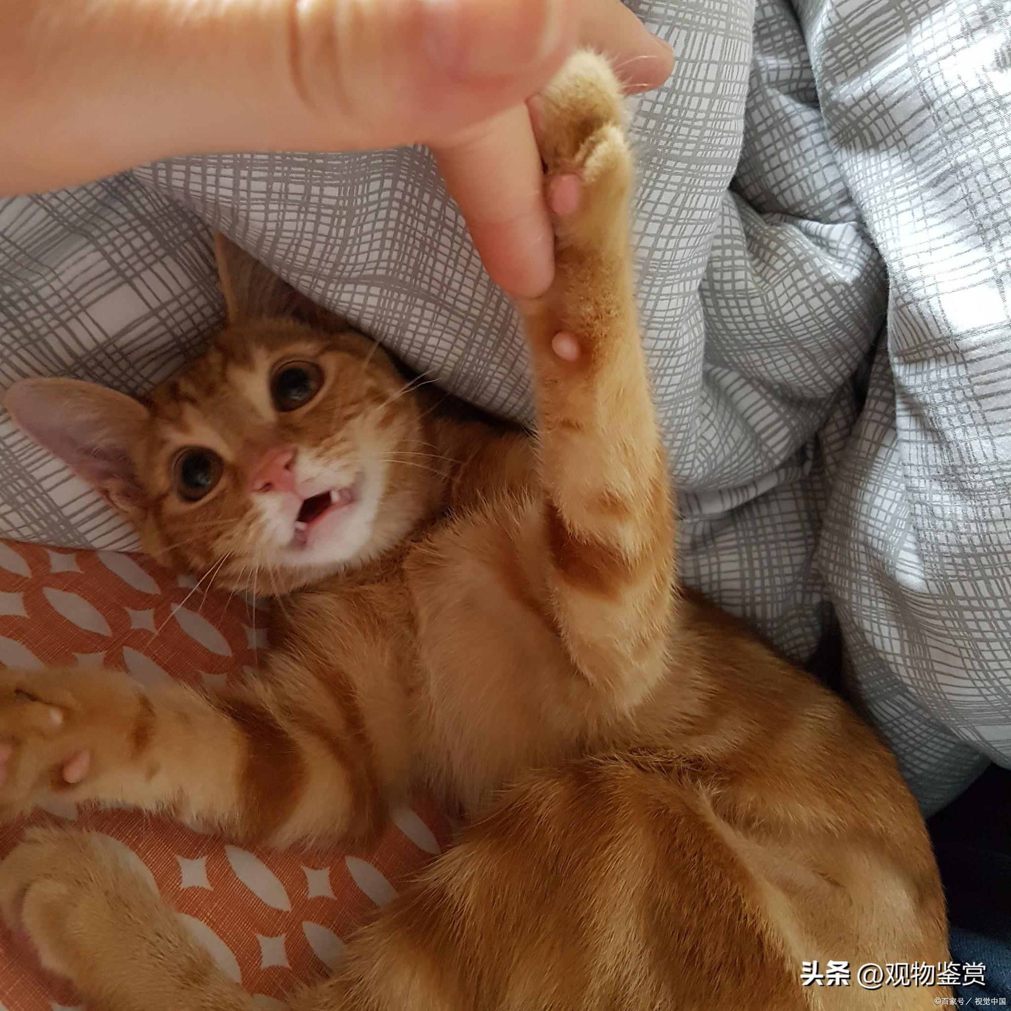 为什么我家猫咪总爱咬人？这些原因你可能没想到！