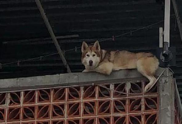 新手养猫到底该不该加 猫咪公社 ？