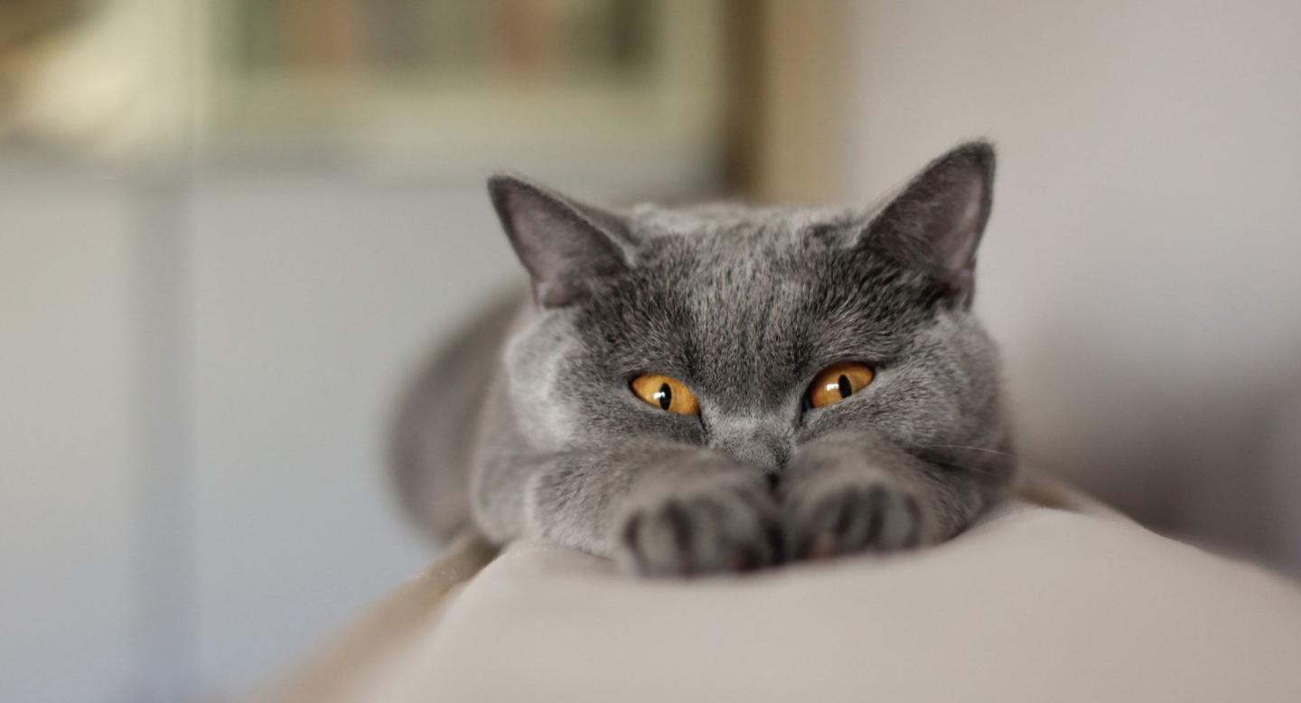 猫咪搬新家真的会抑郁吗？