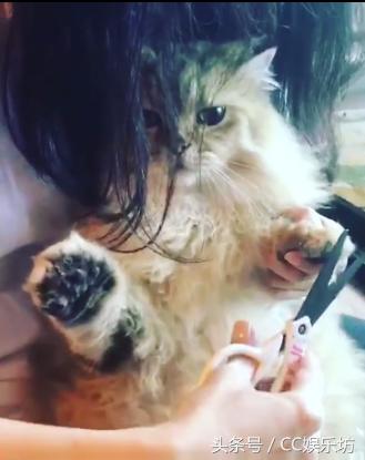 猫咪发抖是撒娇还是生病了？