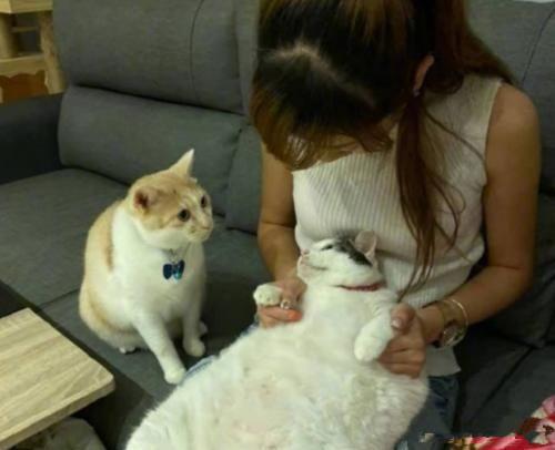 新手怎么在花样猫咪里养出全网最拽的猫？