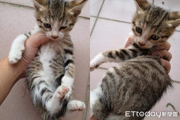 你家猫主子吐舌头流口水正常吗？