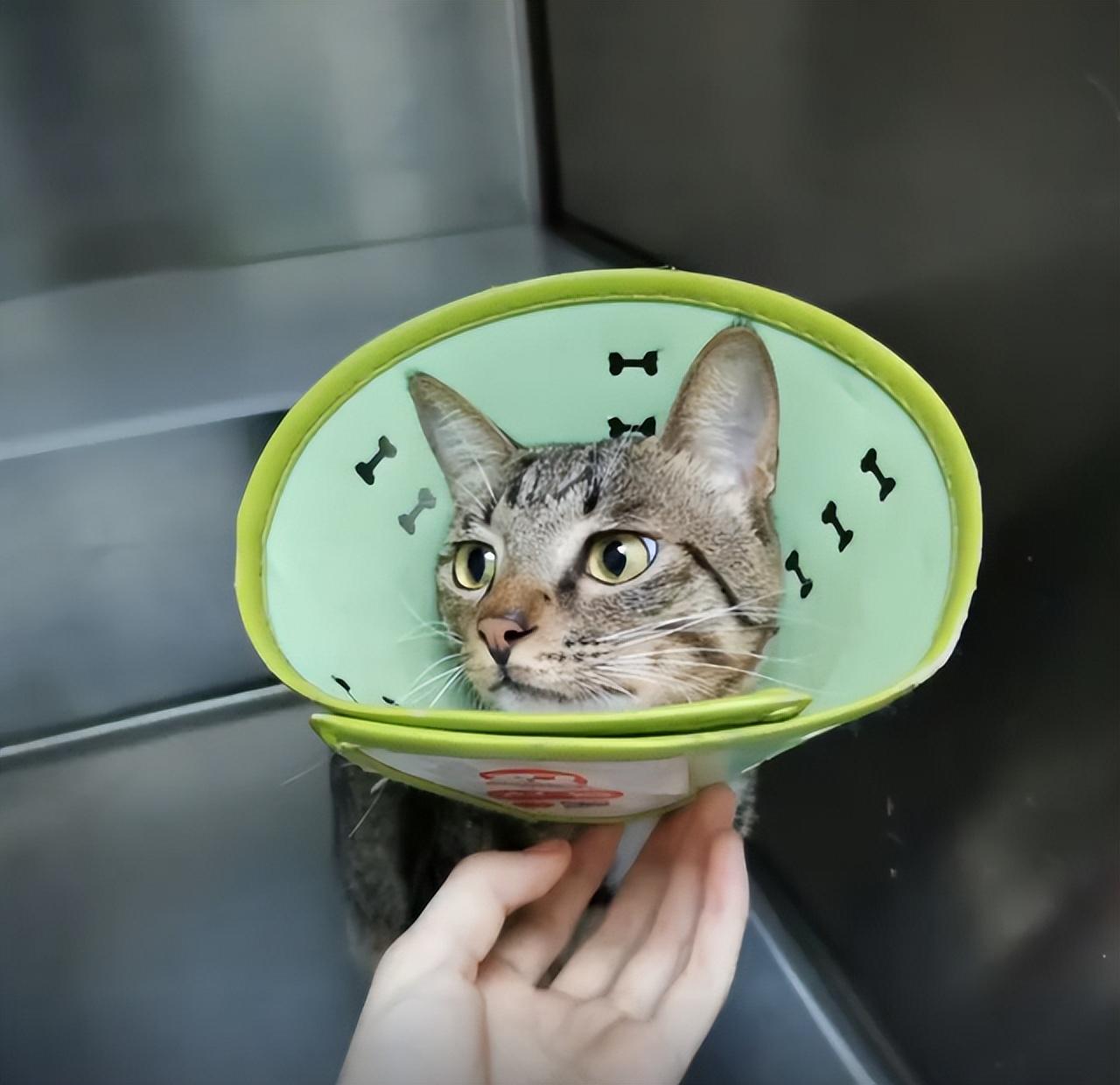 你家猫咪真的能像狗一样遛弯吗？