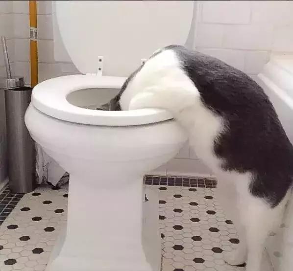 主子掉进马桶了怎么办？