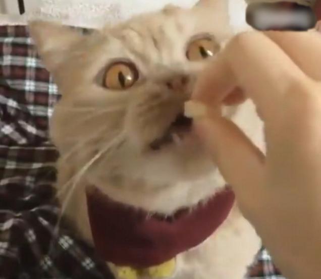 凯旋汽车真的能让新手秒变老司机吗? 凯旋汽车真的能让新手秒变老司机吗?