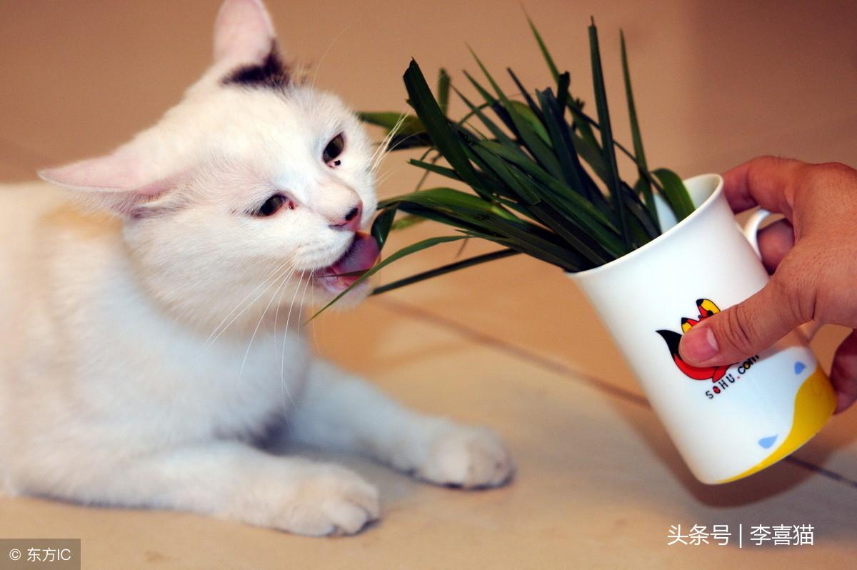 猫咪要生崽了?这8个信号你必须看懂! 猫咪要生崽了?这8个信号你必须看懂!