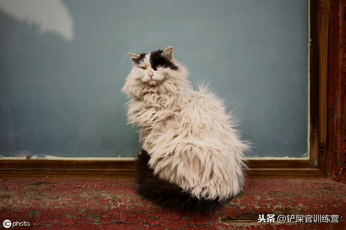 新手养猫该收藏哪些靠谱网站？