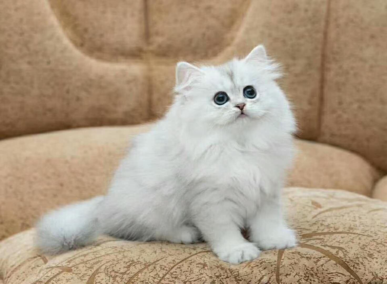 你家猫咪偷偷吃的这些东西可能致命? 你家猫咪偷偷吃的这些东西可能致命?