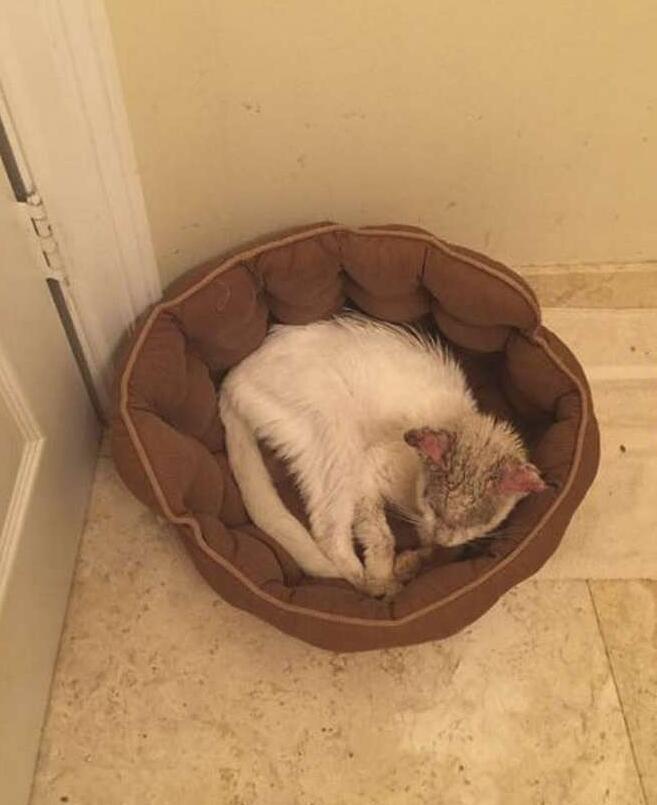 猫咪两只眼睛颜色不同会瞎吗？