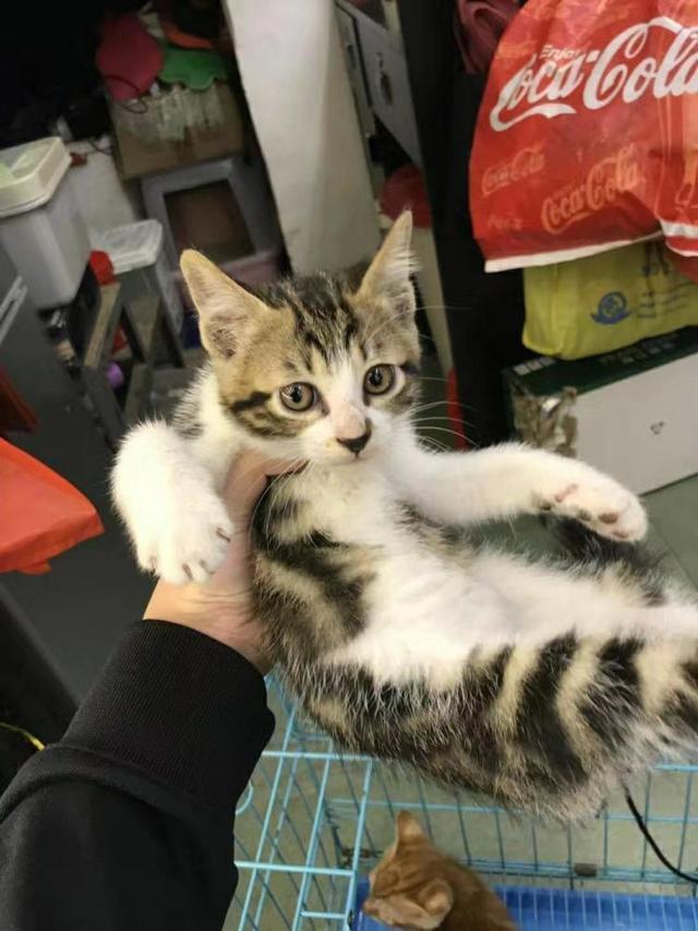 新手养猫最容易踩的哪些坑？