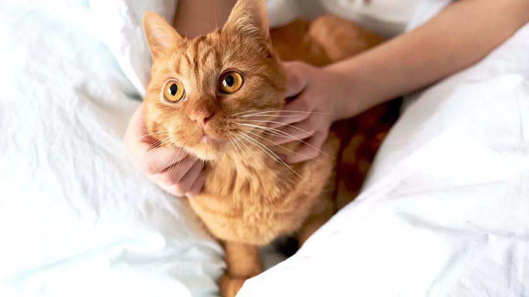 猫咪洗完澡后呕吐正常吗?新手必看的急救指南 猫咪洗完澡后呕吐正常吗?新手必看的急救指南