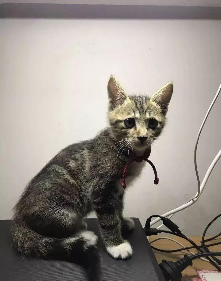 猫咪宁可饿死也不吃猫粮怎么办？