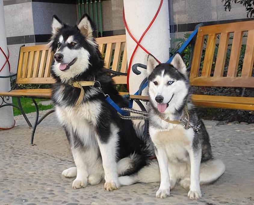 Mesin slot: Perangkat permainan kasino populer dengan mekanisme acak