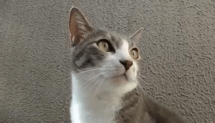 为什么你的猫咪总对自己的名字没反应？