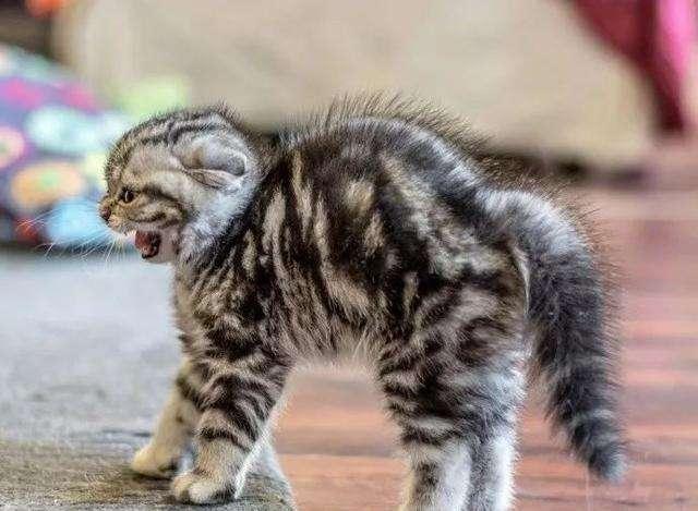 猫咪多大可以生小猫?这些知识铲屎官必须知道 猫咪多大可以生小猫?这些知识铲屎官必须知道