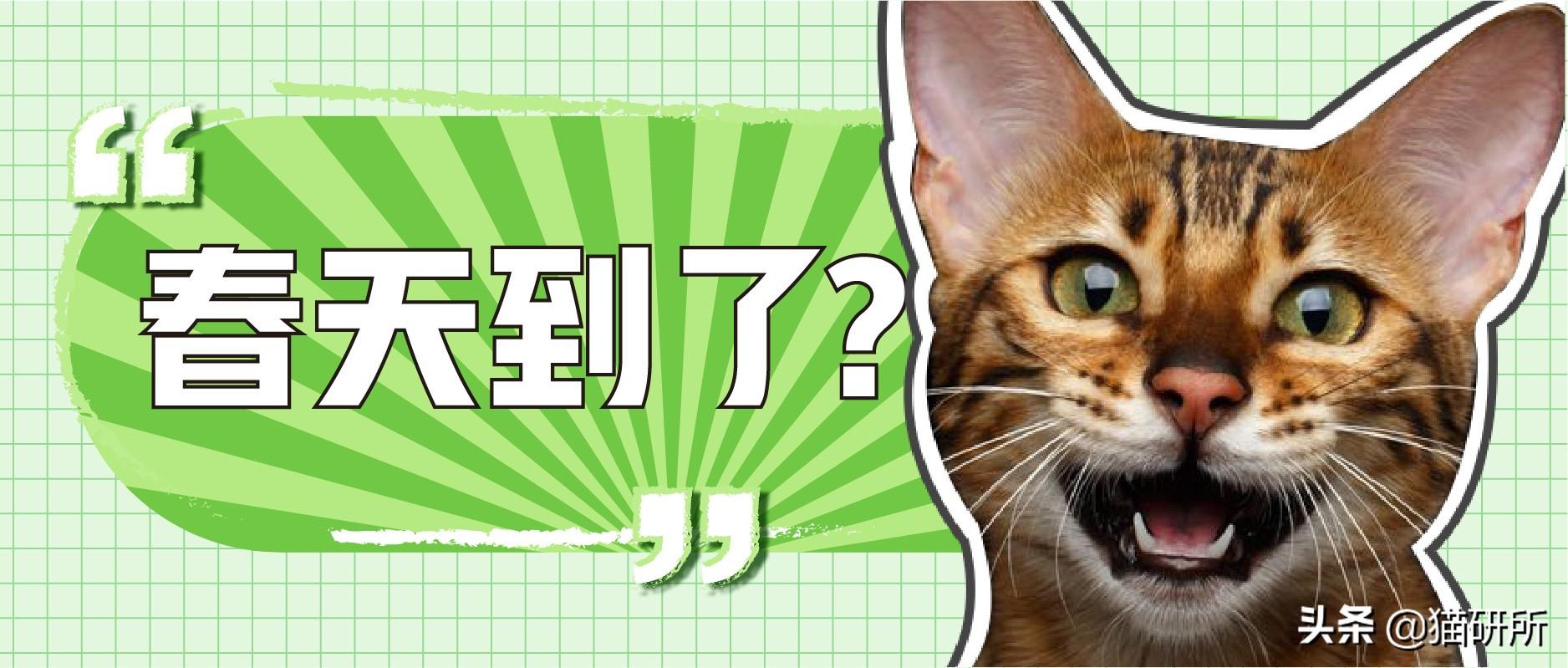 你家猫咪到处蹭东西是在发情吗? 你家猫咪到处蹭东西是在发情吗?