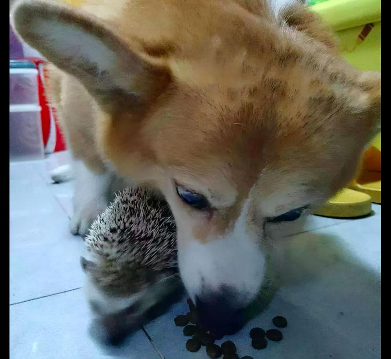 主子突然不吃饭了？这7招让毛孩子重新干饭！