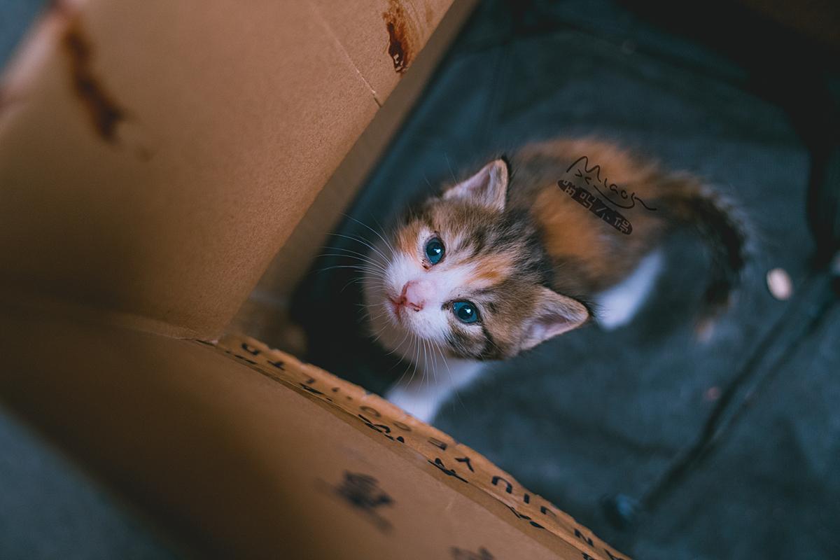 你家猫崽子到底该不该挨这一刀? 你家猫崽子到底该不该挨这一刀?