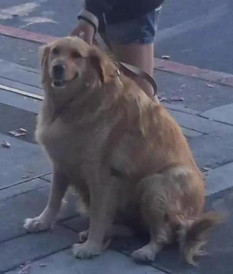 你家猫主子为啥总在地上疯狂打滚？