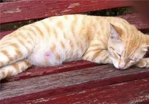 猫咪怀孕后乳头变粉就代表要产奶了吗？