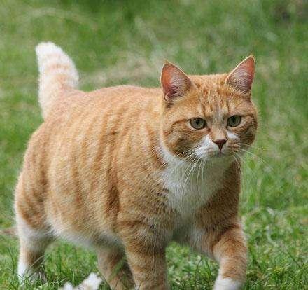 怀孕母猫突然挑食怎么办？这5类食物必须喂对！