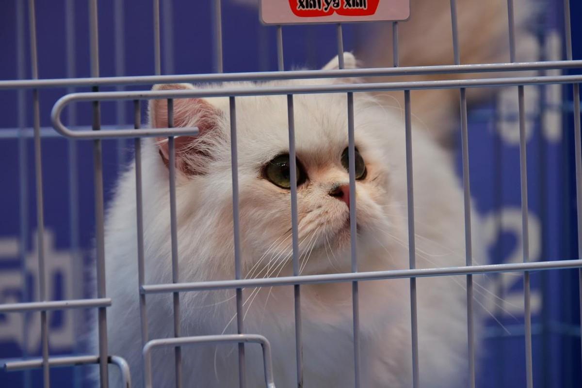 Baccarat Maison: Sejarah dan Aspek Penting dalam Industri Mewah Produk Kaca dan Keramik