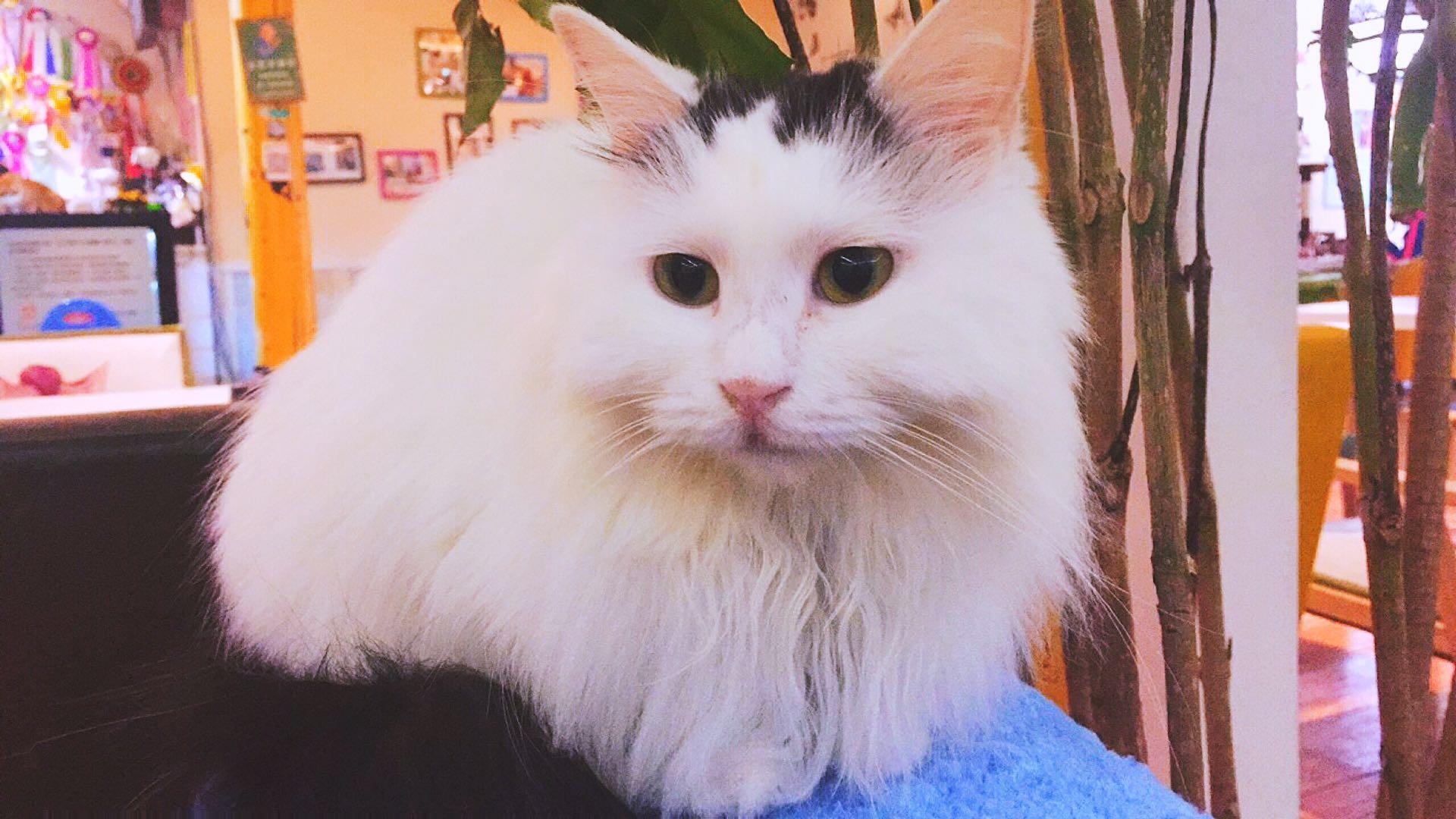 北京街头遇到受伤猫咪该怎么办？