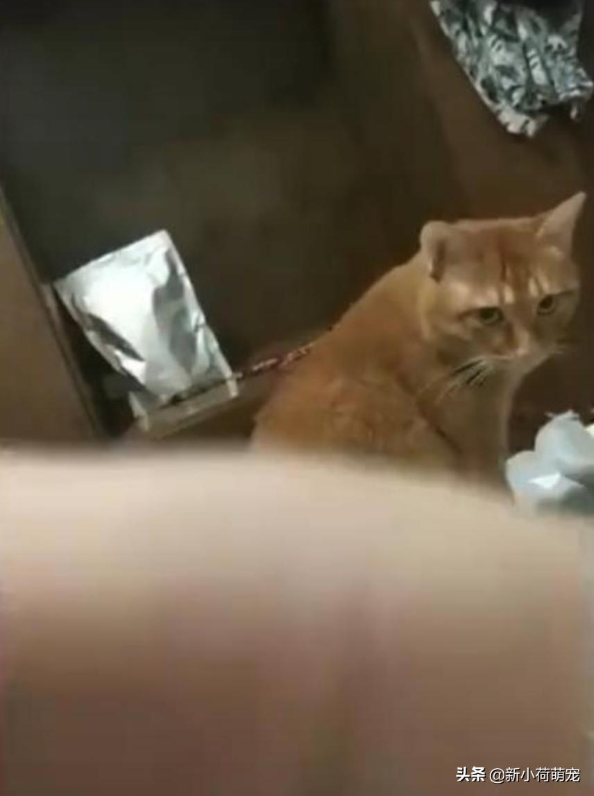 猫咪绝育后会不会记恨主人? 猫咪绝育后会不会记恨主人?