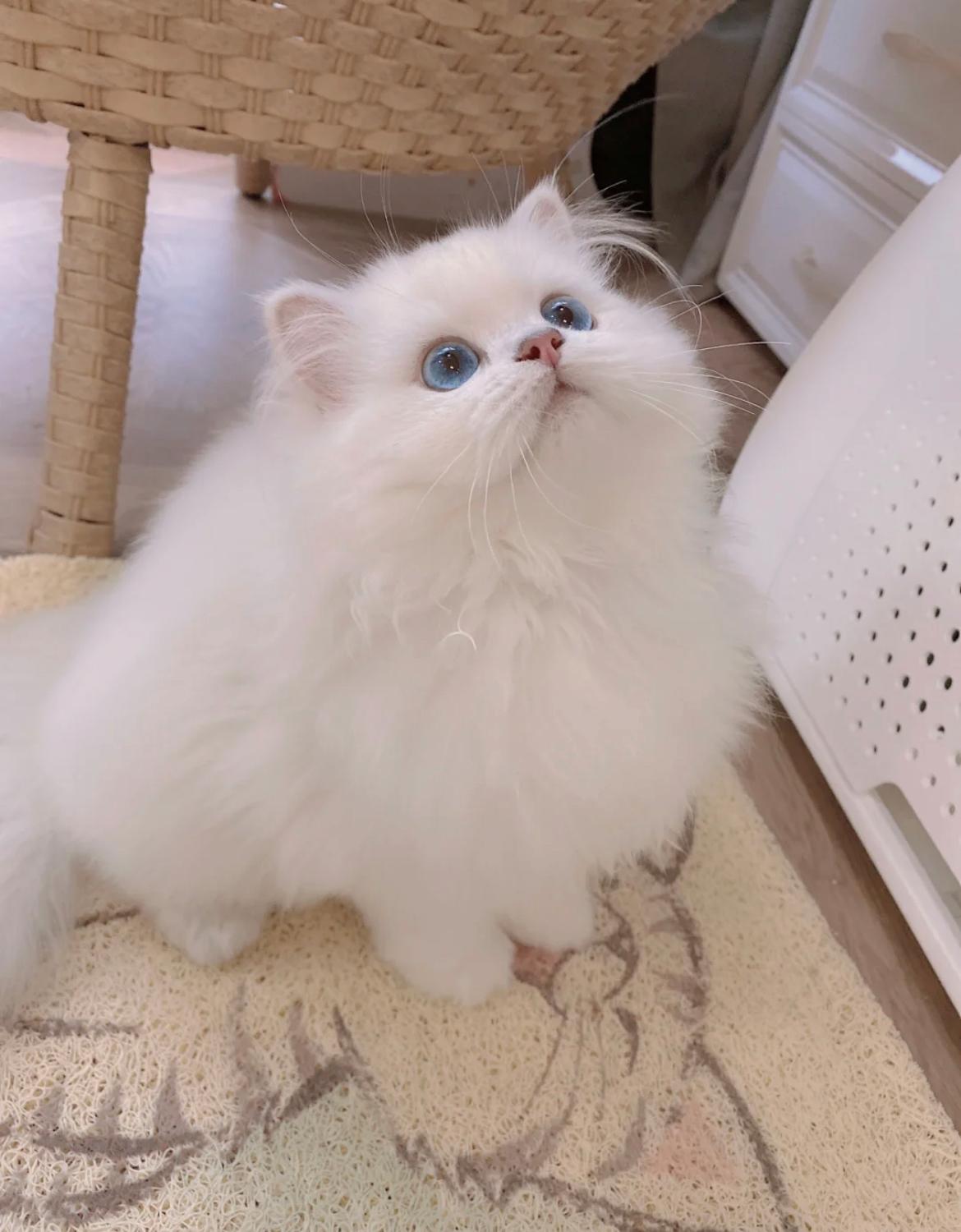 新手养猫真的需要花这么多钱吗？