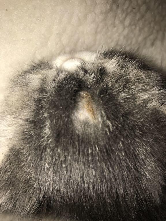 猫咪身上长癣会传染给人吗？