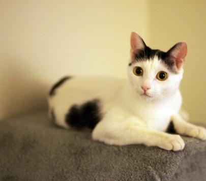 猫咪吐黄水真的会死吗？