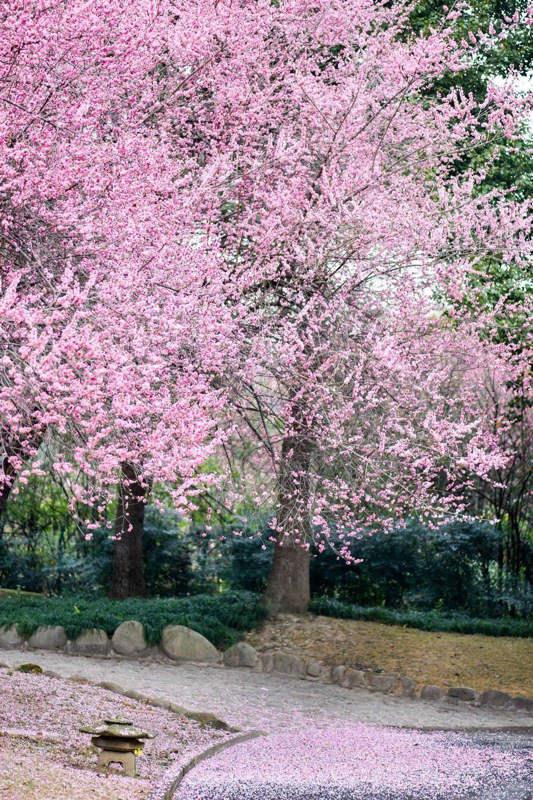 成都驾校考试排队难？线上预约系统省时30天避坑指南