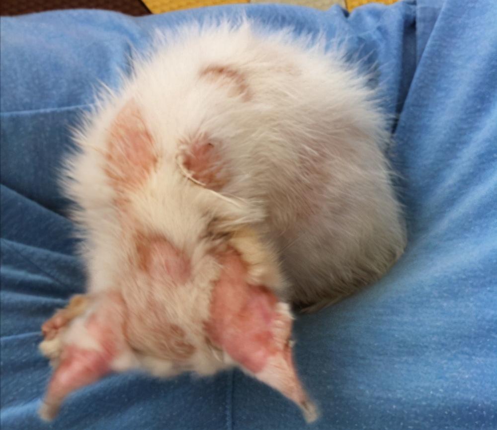 给猫咪取名难到秃头？这30个思路让你秒变起名大师？