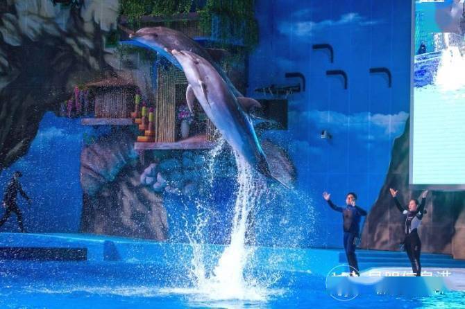 详细解读海豚台的前世今生