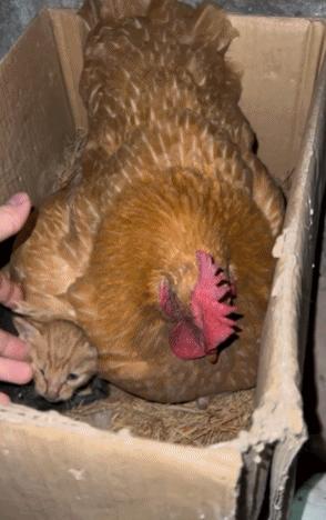 猫咪为什么整晚喵喵叫？