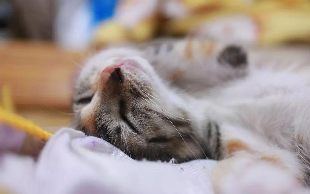 猫咪肚子突然变大？当心要命的腹水找上门！